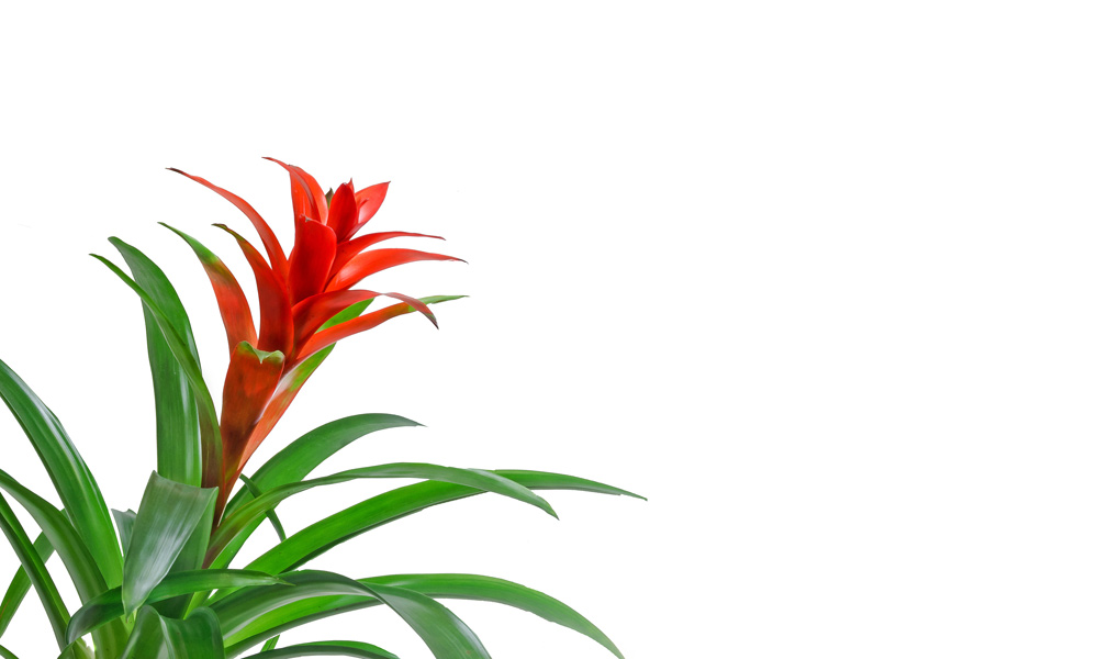 Indoor Plant Flower Care | House Plants Flowers