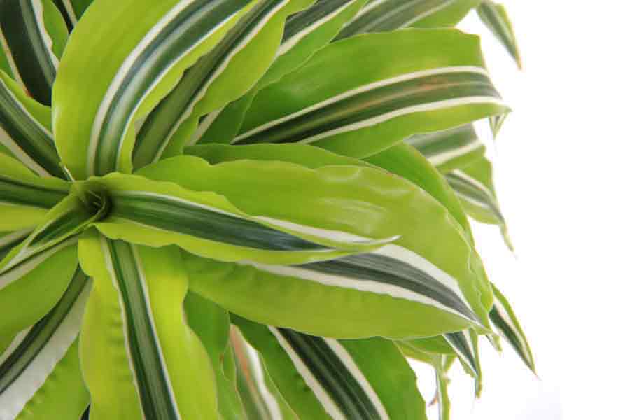 Dracaena Warneckii Plant Care | House Plants