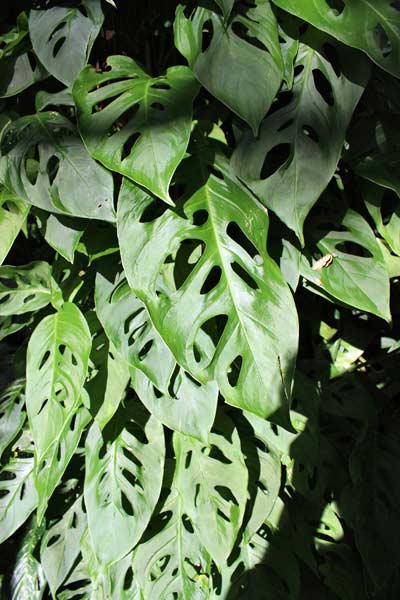 Picture Of Philodendron Swiss Cheese Plant