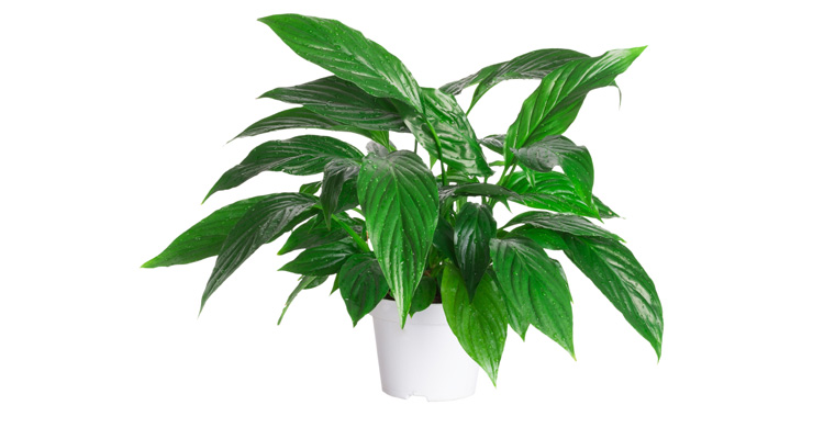 Make Your Peace Lily Houseplant Happy to Be Alive! – How to Care for ...