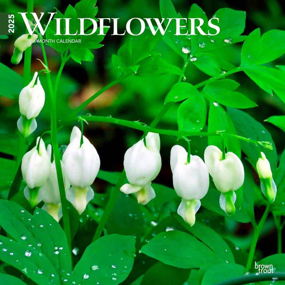 Wall Calendar of Wildflowers | 2025 Calendars Plants Flowers Gardens