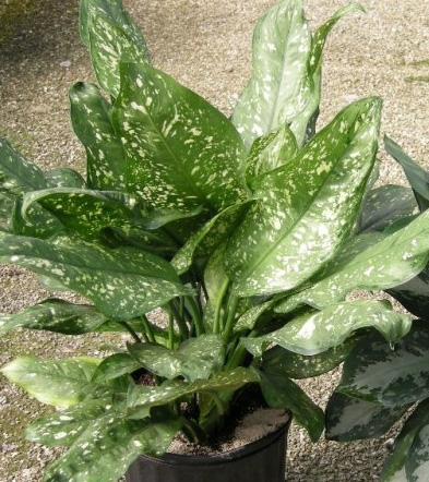 Aglaonema Gold Dust Plant