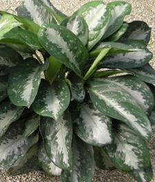 Indoor Plants Flowers Aglaonema Key Largo 