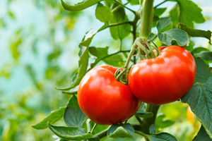 How To Grow Tomatoes - Home Gardening