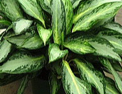 Aglaonema Golden Bay Plant Care | House Plants Flowers