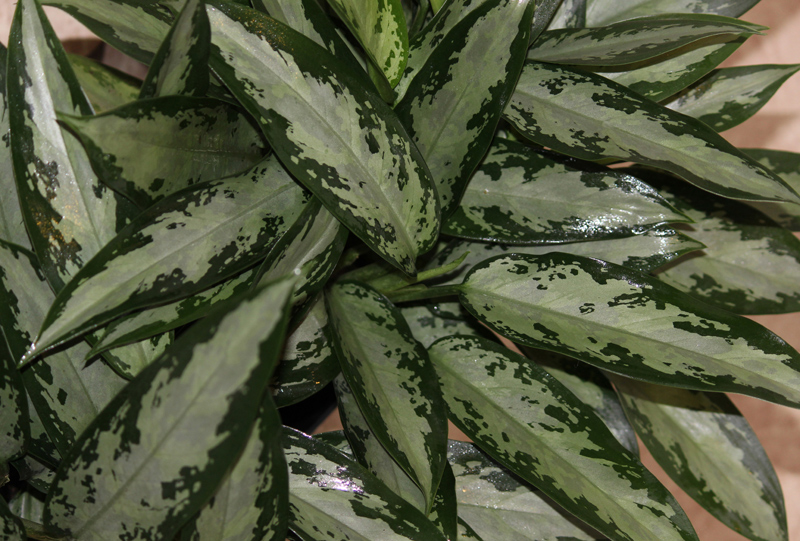 Aglaonema Jubilee Petite | House Plants Flowers