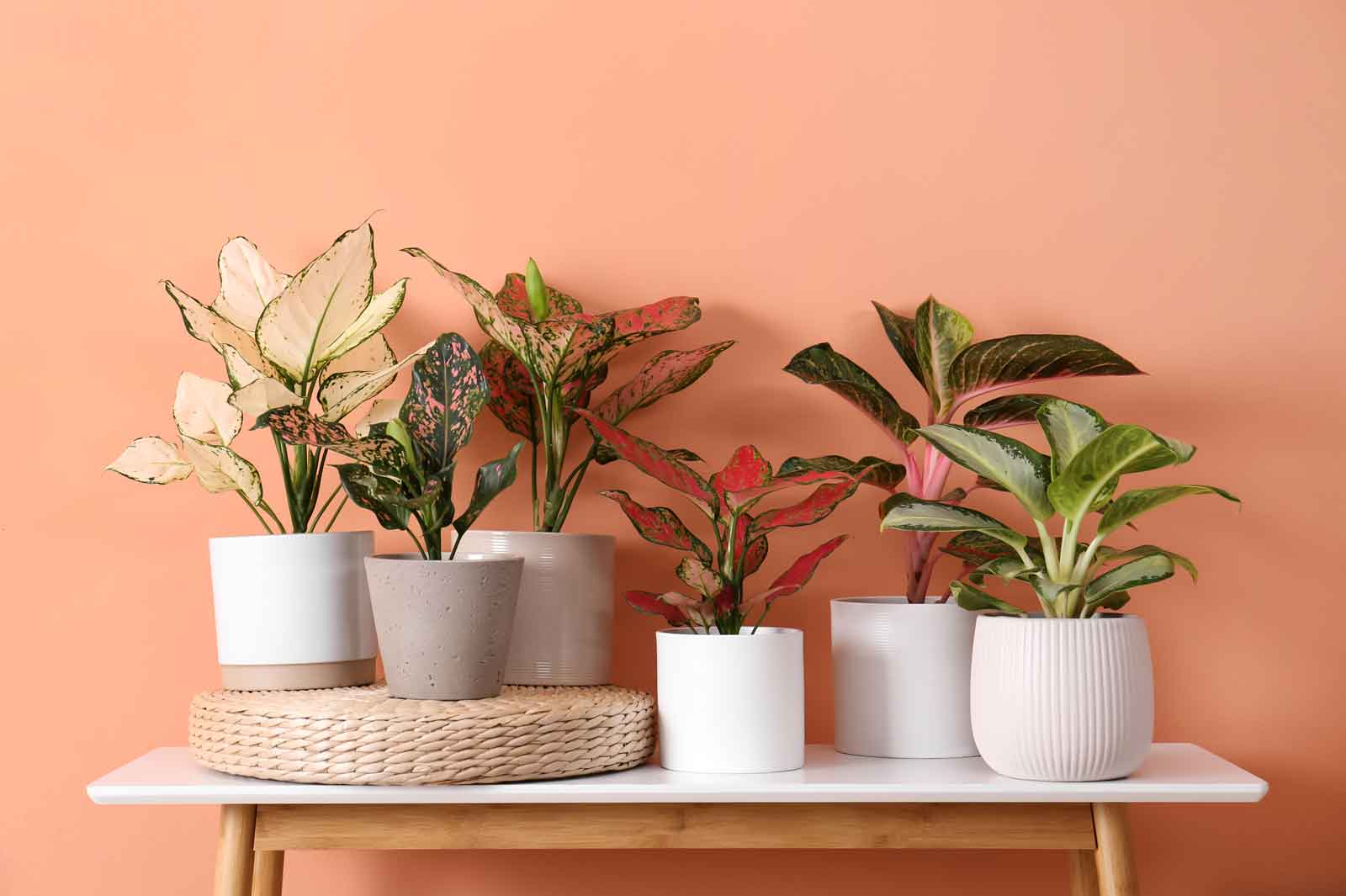 indoor plants with names