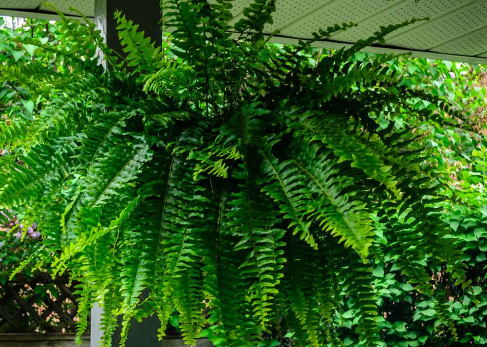 Boston Fern Plant Care | Houseplants Flowers