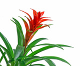 Houseplant Care Blog | Indoor Plants Flowers