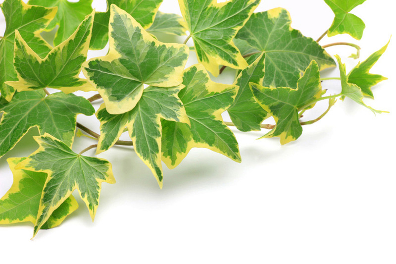 English Ivy Plant Care | House Plants Flowers