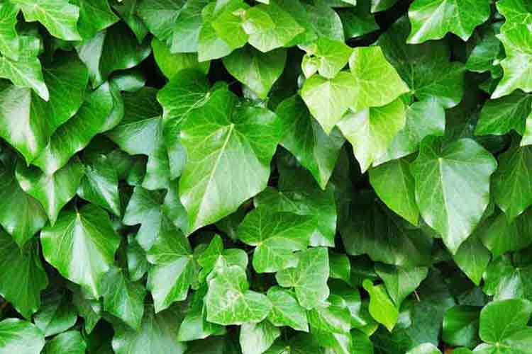 English Ivy Care Plant - How to Grow English Ivy
