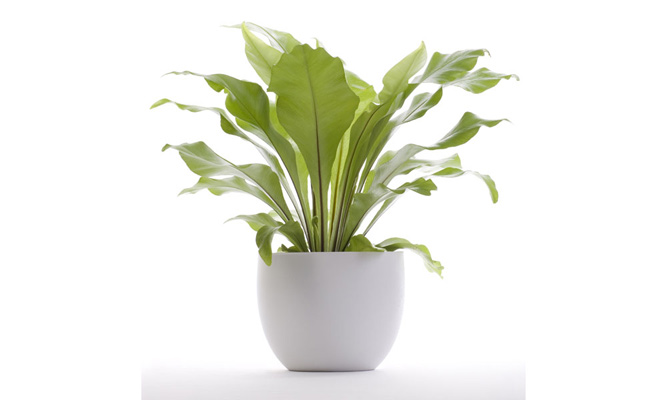 Birds Nest Fern | Indoor Plants Flowers