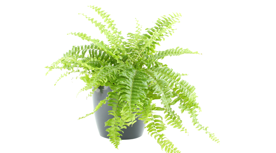 How to Care for Your Indoor Fern Plants | Boston Fern Plant