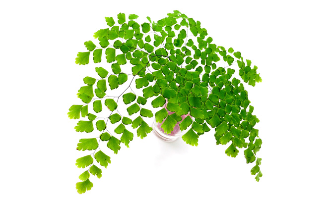 Maidenhair Fern Adiantum | Indoor Plants Flowers