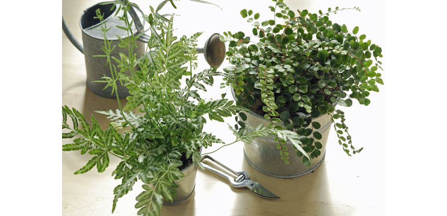 How to Care for Your Indoor Fern Plants | Pteris and Button Fern