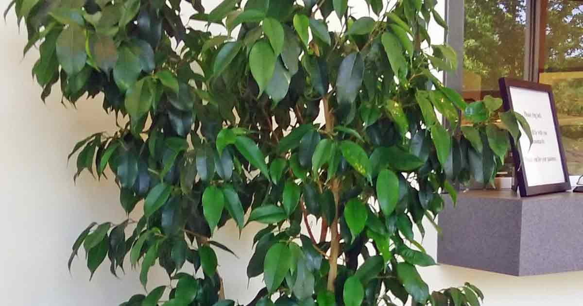 Ficus House Plant Care - House Plants and Flowers