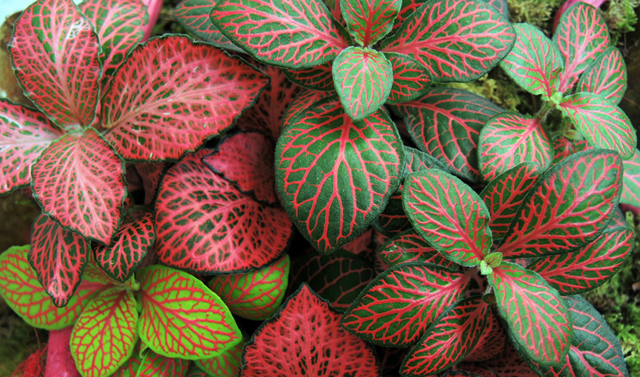 Indoor House Plants | Fittonia Plant Care