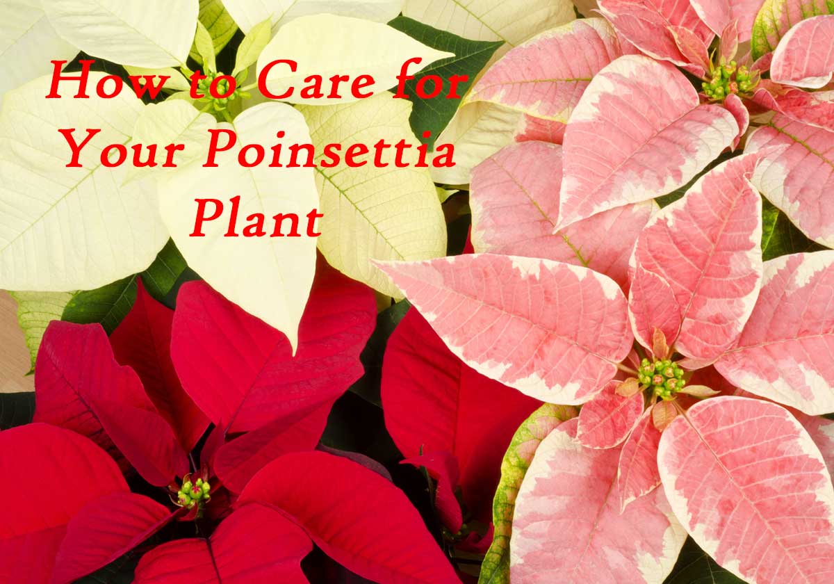 How To Take Care Of A Red Poinsettia Plant at Eva Elaine blog