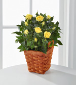 Miniature Rose Flowers Plants Gifts Delivery