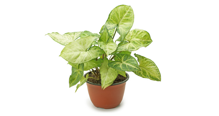 Indoor House Plants  Nephthytis Plant Care 