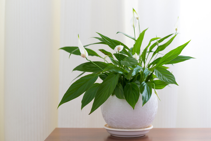 Peace Lily Plant Care | House Plants Flowers