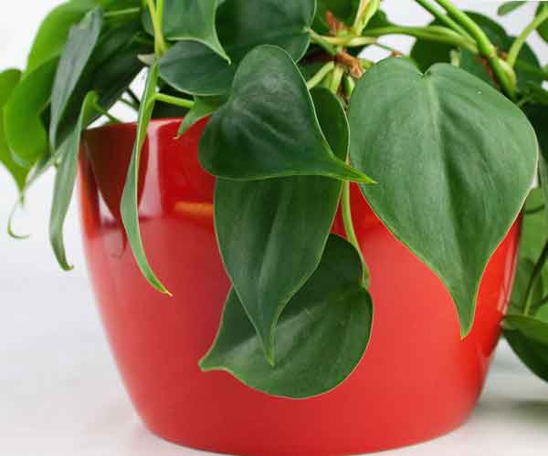 free download best house plants