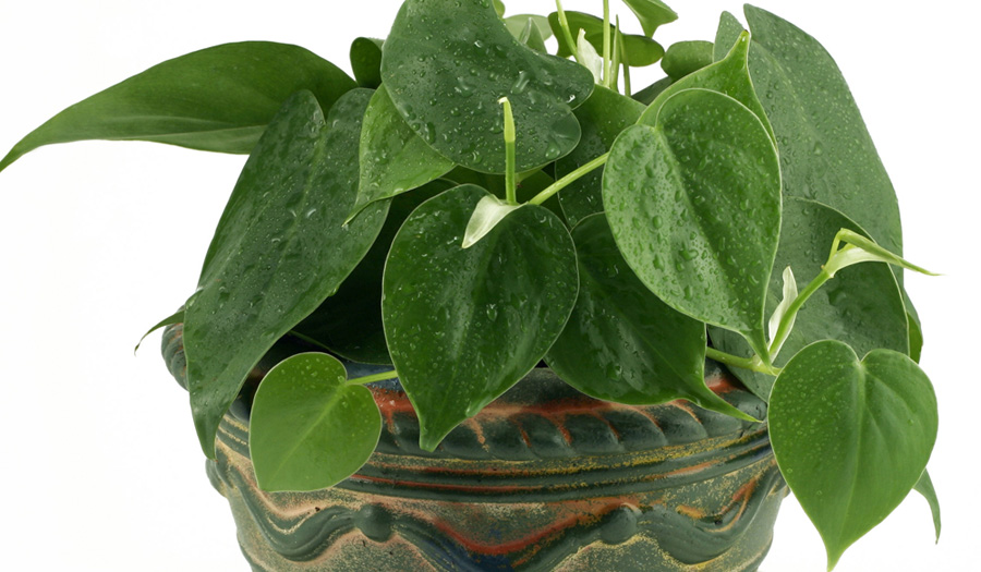 Heart Leaf Philodendron Care Instructions