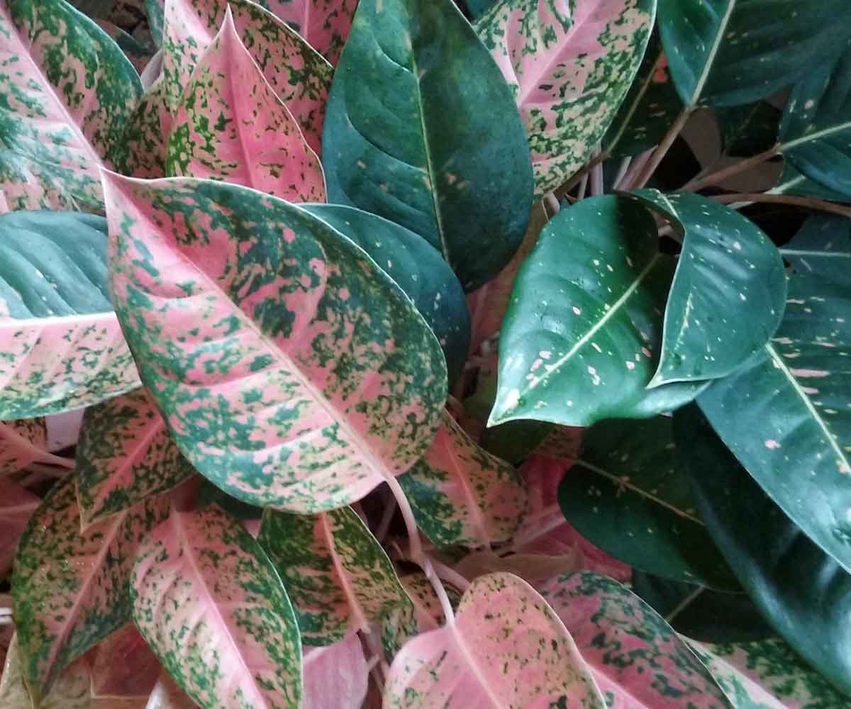 Plant Pictures | Picture of Aglaonema