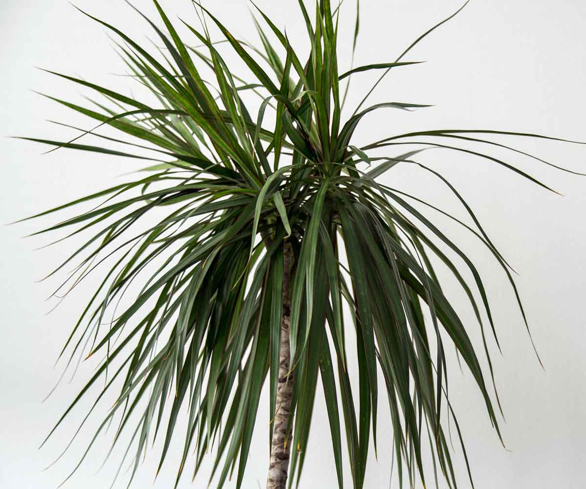 Plant Pictures | Dracaena Marginata Picture