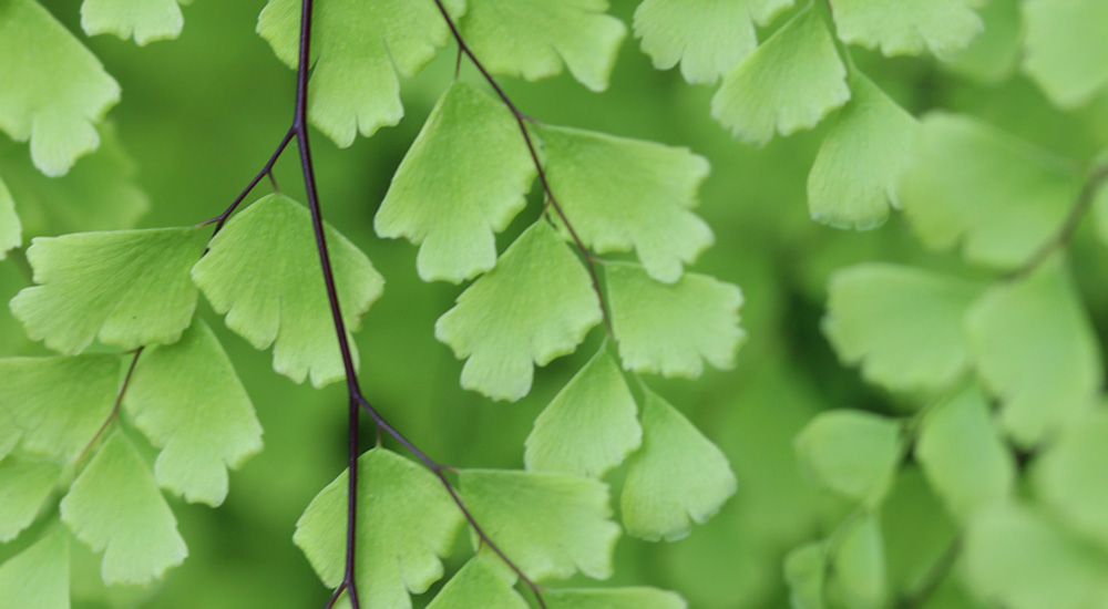 Adiantum Fern Plant Care | House Plants Flowers