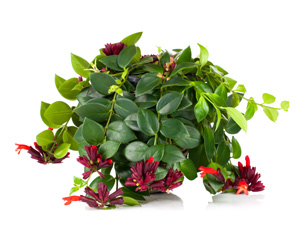 List of House Plants | Aeschynanthus Plant