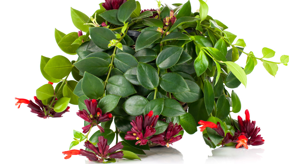 Aeschynanthus Plant Care | House Plants Flowers