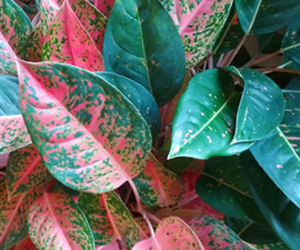 Aglaonema Indoor House Plant Picture