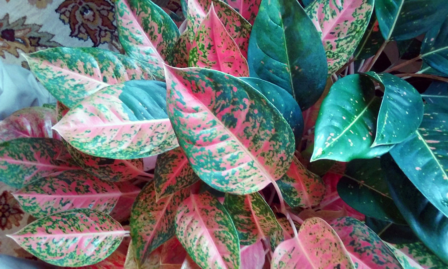 House Plant Care for Aglaonema Plant