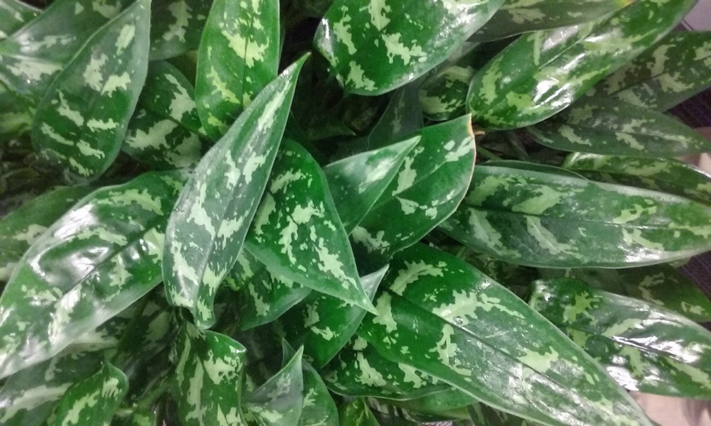 Aglaonema Maria Plant Care | House Plants Flowers