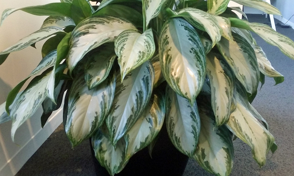 Aglaonema Silver Bay Plant Care | House Plants Flowers