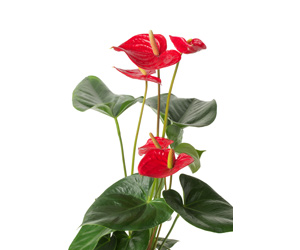 Plant Care Anthurium Plant | Indoor Plants Flowers