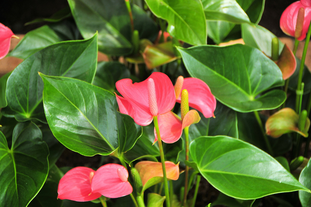 Anthurium Plant Care | House Plants Flowers