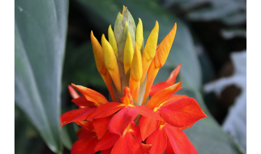 Picture of Aphelandra Flower | Plants Flowers