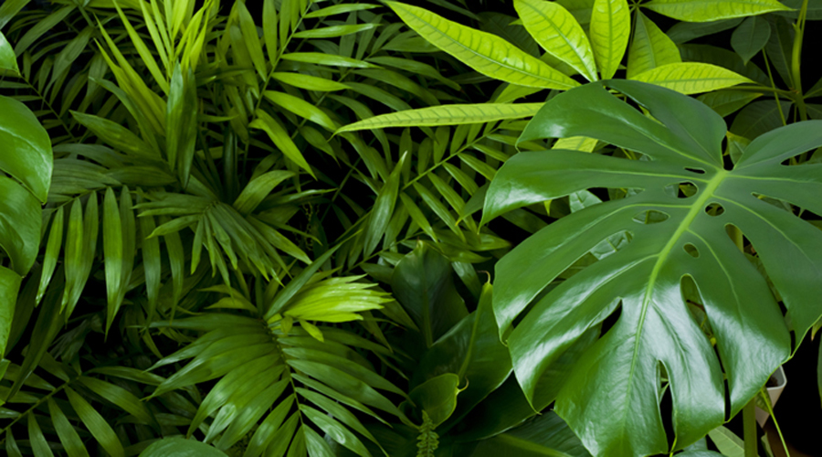 Indoor Plants Care Charlotte NC