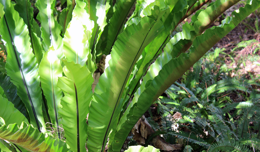 Image of Birds Nest Fern Plant | Images Flowers Plants