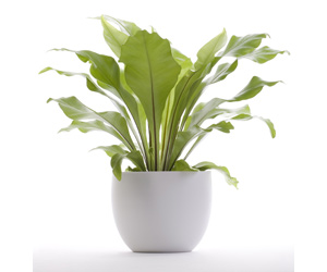 Birds Nest Fern Plant Care | Indoor Plants Flowers