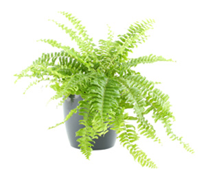 List of House Plants | Boston Fern House Plant