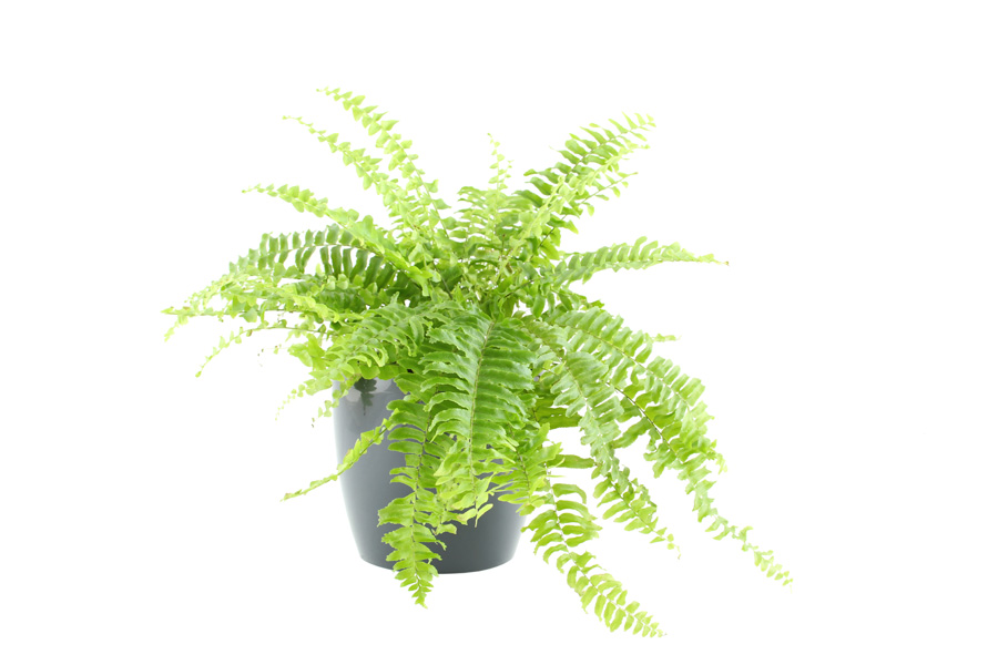 Boston Fern Care | House Plants Flowers