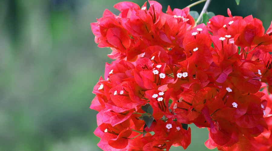 Image Red Bougainvillea Flower Cluster | Plant Flower Images