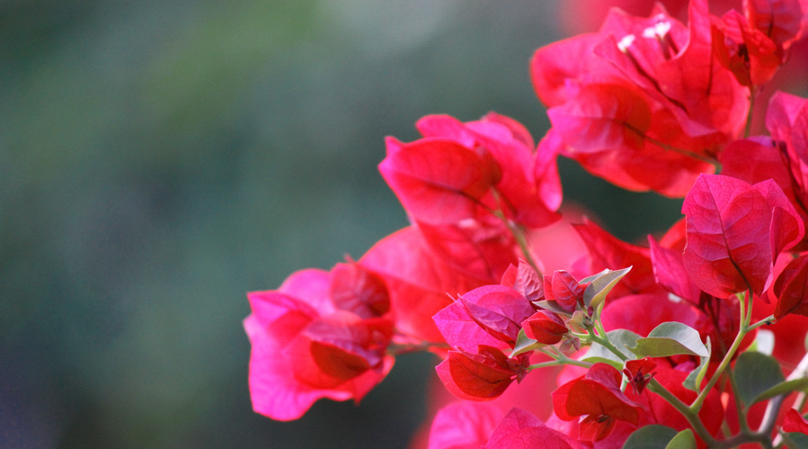 Image Red Bougainvillea Flowers Buds Plant Flower Images