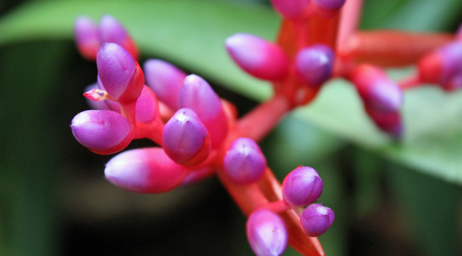 Plant Care Aechmea Fulgens Flower Close Up | House Plants Flowers