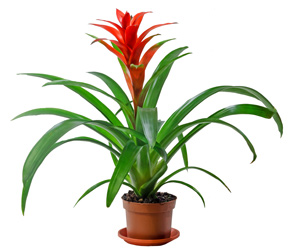 Plant Care Guzmania Bromeliad | Indoor Plants Flowers