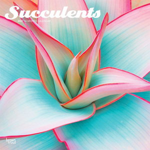 Calendar Succulent Plants Flowers