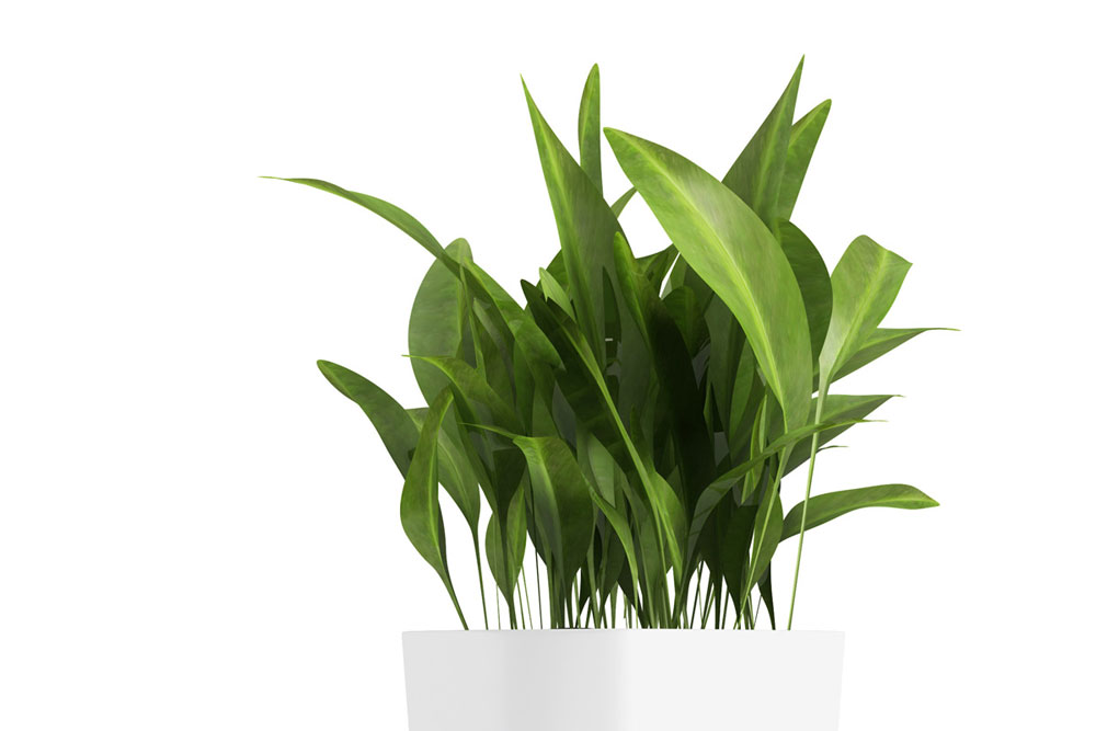 Aspidistra Plant Care | House Plants Flowers